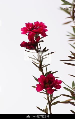 Manuka bush (Leptospermum scoparium) Fiori Foto Stock