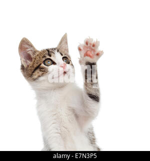 Cucciolo di gatto mentre saluto con la sua zampata su sfondo bianco. Foto Stock