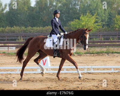 Femmina di dressage rider su un bavarese cavallo di razza Foto Stock