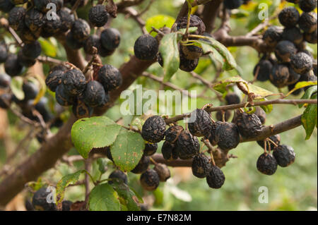 Mature succulenta wild damson frutta sul ramo di rami pronti per essere raccolti per la marmellata o lo Sloe gin rendendo Foto Stock