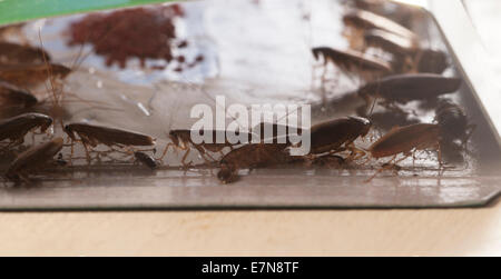 Scarafaggi nella trappola di colla, closeup shot, messa a fuoco locale Foto Stock