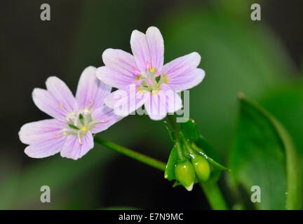 Rosa - Purslane Montia sibirica due fiori di colore rosa Foto Stock