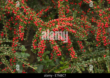 Abbondante linea linee di bacche rosse cottoneaster arbusto una grande fonte di cibo per uccelli durante l'inverno leggera profondità di campo Foto Stock