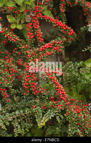 Abbondante linea linee di bacche rosse cottoneaster arbusto una grande fonte di cibo per uccelli durante l'inverno leggera profondità di campo Foto Stock