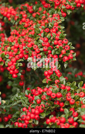 Abbondante linea linee di bacche rosse cottoneaster arbusto una grande fonte di cibo per uccelli durante l'inverno leggera profondità di campo Foto Stock