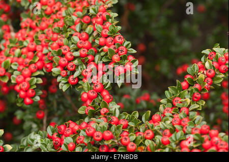 Abbondante linea linee di bacche rosse cottoneaster arbusto una grande fonte di cibo per uccelli durante l'inverno leggera profondità di campo Foto Stock