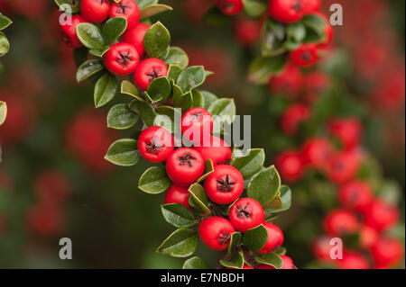 Abbondante linea linee di bacche rosse cottoneaster arbusto una grande fonte di cibo per uccelli durante l'inverno leggera profondità di campo Foto Stock