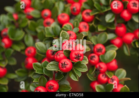 Abbondante linea linee di bacche rosse cottoneaster arbusto una grande fonte di cibo per uccelli durante l'inverno leggera profondità di campo Foto Stock