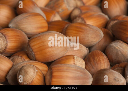 Pila di maturo pelato Kentish hob cobnut come nocciole ma più allungate lolla shell Foto Stock