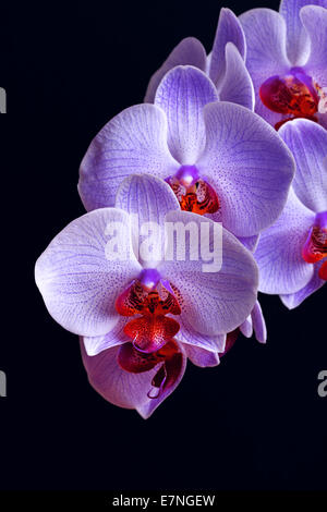 Ramo di blue orchid fiori su sfondo nero Foto Stock