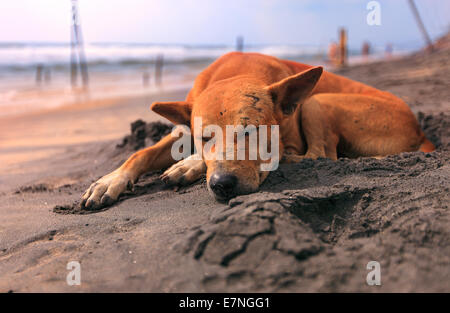 Triste cane randagio dormire sulla spiaggia indiano Foto Stock