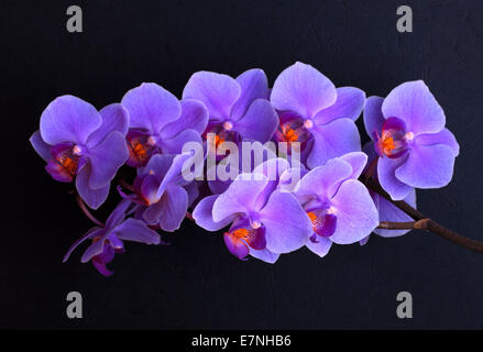 Ramo di orchidea viola fiori su sfondo nero Foto Stock