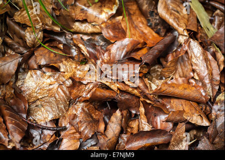 Alberi di pino e di felci crescente nel profondo della foresta delle highland. Carpazi natura dello sfondo. L'Ucraina Foto Stock