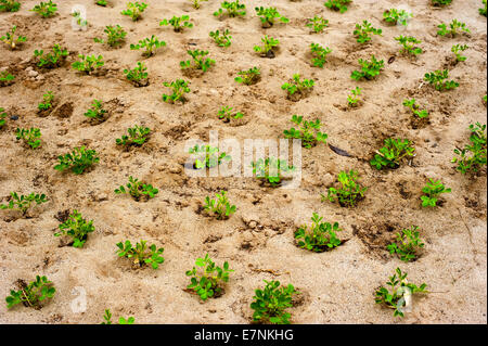 L agricoltura biologica dello sfondo. Giovani piante che crescono in suolo fertile lungo le rive dei fiumi in Asia del sud-est Foto Stock