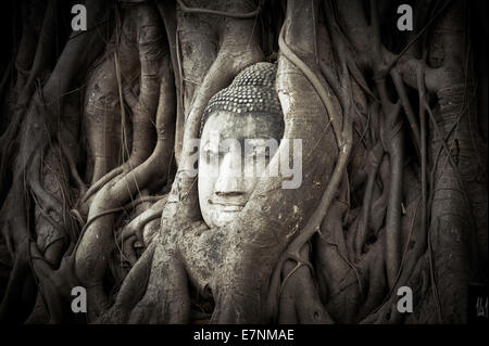 Testa di Buddha nascosti nelle radici degli alberi. Antica scultura in pietra arenaria di Wat Mahathat. Ayutthaya, Thailandia Foto Stock