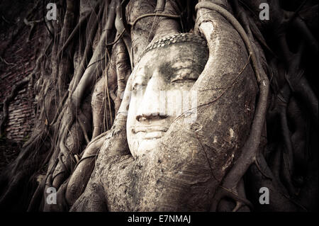 Testa di Buddha nascosti nelle radici degli alberi. Antica scultura in pietra arenaria di Wat Mahathat. Ayutthaya, Thailandia Foto Stock