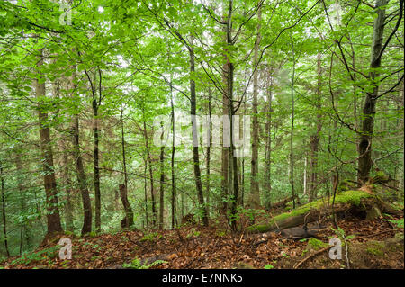 Alberi di pino e di felci crescente nel profondo della foresta delle highland. Carpazi natura dello sfondo. L'Ucraina Foto Stock