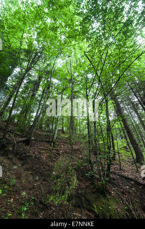 Alberi di pino e di felci crescente nel profondo della foresta delle highland. Carpazi natura dello sfondo. L'Ucraina Foto Stock