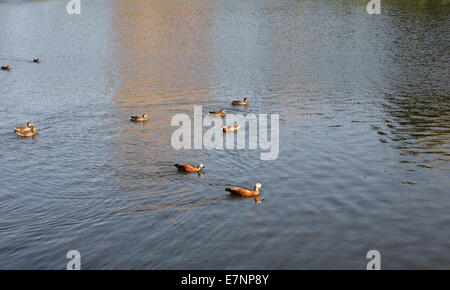 anatre in acqua Foto Stock