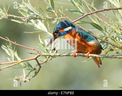 Femmina focalizzato Eurasian Kingfisher (Alcedo atthis) di vedetta mentre la pesca Foto Stock