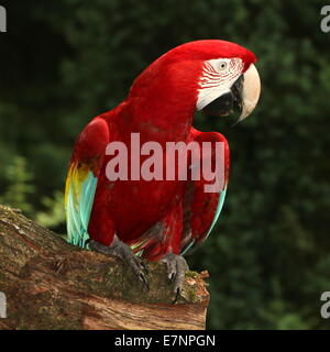 Sud Americana rosso-verde Macaw (Ara chloropterus) a.k.a verde-winged Macaw. in posa su un ramo di un albero Foto Stock