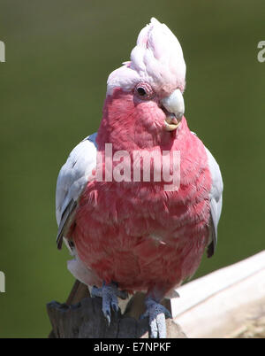 Close-up di un australiano Rose-breasted Cockatoo o Galah Cockatoo (Eolophus roseicapilla) Foto Stock