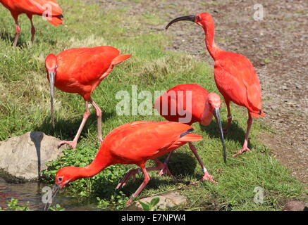 Close-up di un gruppo del Sud Americana Scarlet Ibis (Eudocimus ruber) foraggio al bordo dell'acqua Foto Stock