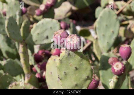 Struttura di Cactus in estate Foto Stock