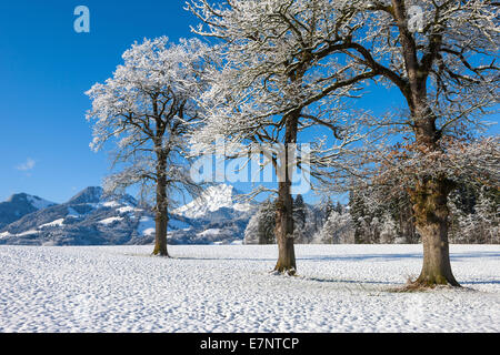 Gruyères, Svizzera, Europa, Canton Friburgo, alberi, la luce del mattino, inverno Foto Stock