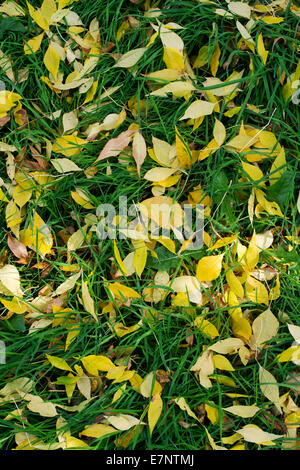 Fraxinus velutina. Caduta di cenere di velluto le foglie in autunno Foto Stock