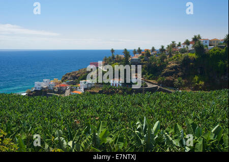 Canarie, Isole Canarie, Isole La Palma, Spagna, Europa, Esterno, giorno, nessuno, San Andres, piantagione di banane, piantagione, agric Foto Stock