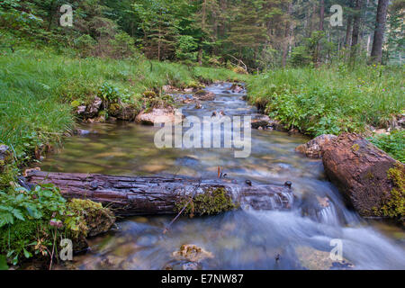 In Baviera, Germania Baviera superiore, Chiemgau, Ruhpolding, Röthelmoos, acqua, Brook, mountain brook, flussi, movimento, pietra, Cliff, Foto Stock