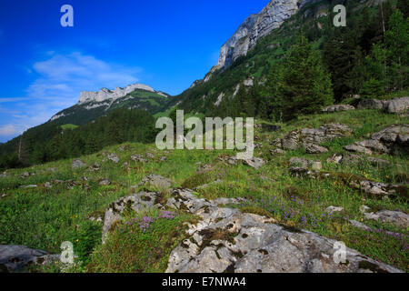 Alp, Alpi flora alpina, Alpstein, area Alpstein, Appenzell, Appenzell Innerrhoden, vista montagna, panorama di montagna, montagne Foto Stock