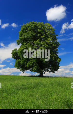 Albero, molla, sky, tiglio, la protezione della natura, Svizzera, cloud, nuvole, canton Zurigo, cielo blu, uno singolo, grande gr Foto Stock