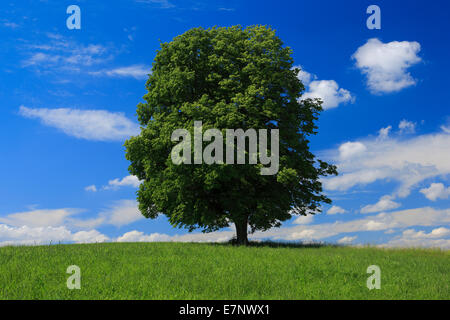 Albero, molla, sky, tiglio, la protezione della natura, Svizzera, cloud, nuvole, canton Zurigo, cielo blu, uno singolo, grande gr Foto Stock