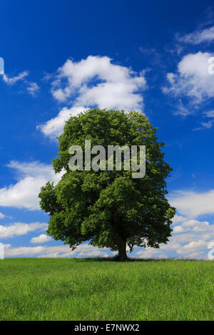 Albero, molla, sky, tiglio, la protezione della natura, Svizzera, cloud, nuvole, canton Zurigo, cielo blu, uno singolo, grande gr Foto Stock