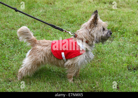 Funny Caino Terrier in giardino Foto Stock