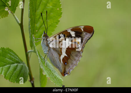 Animnal, insetto, Butterfly, Lepidoptera, viola l'imperatore, Apatura iris, blu, Svizzera Foto Stock