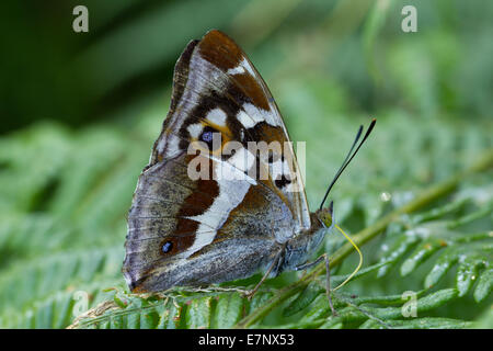 Animnal, insetto, Butterfly, Lepidoptera, viola l'imperatore, Apatura iris, blu, Svizzera Foto Stock