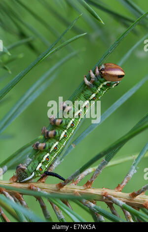 Animale, insetto, Butterfly, Tarma, Caterpillar, Hawk Moth, Sphinx pinastri, pino Hawk-moth, Sphingidae, Svizzera Foto Stock