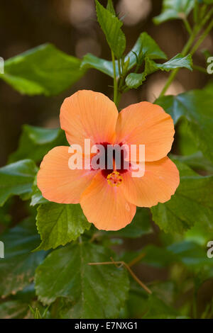 Flower, fiori, blossom, fiorire, fiorisce, fiorisce, petalo, petali, botanico, Hibiskusa, natura, Maiorca, impianti, blossom, h Foto Stock