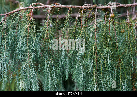 Juniperus cedrus. Isole Canarie ginestra con coni di sementi Foto Stock