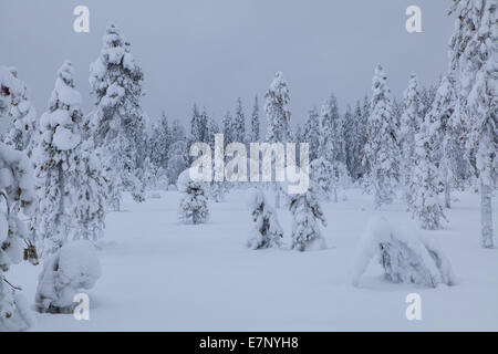 Alberi, Europa, Finlandia, Kuertunturi, paesaggio, paesaggio, Lapponia, neve, bianco, legno, foresta, inverno, Akäslompolo Foto Stock