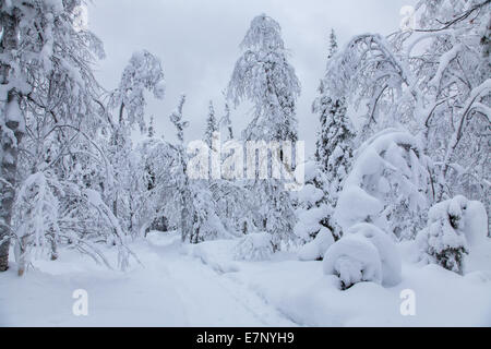 Alberi, Europa, Finlandia, Kuertunturi, paesaggio, paesaggio, Lapponia, neve, bianco, legno, foresta, inverno, Akäslompolo Foto Stock