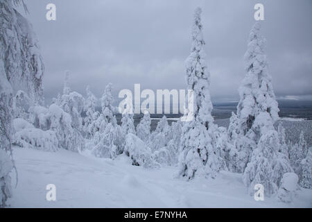 Alberi, Europa, Finlandia, Kuertunturi, paesaggio, paesaggio, Lapponia, neve, bianco, legno, foresta, inverno, Akäslompolo Foto Stock