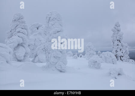 Alberi, Europa, Finlandia, Kuertunturi, paesaggio, paesaggio, Lapponia, neve, bianco, legno, foresta, inverno, Akäslompolo Foto Stock