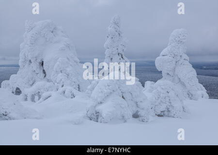 Alberi, Europa, Finlandia, Kuertunturi, paesaggio, paesaggio, Lapponia, neve, bianco, legno, foresta, inverno, Akäslompolo Foto Stock