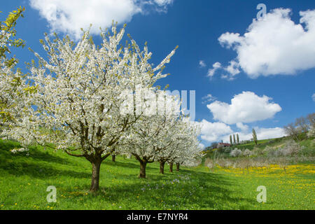 Fricktal, ciliegi, molla, Canton, AG, Argovia, albero, alberi, paesaggio, paesaggio, agricoltura, Svizzera, Europa Foto Stock