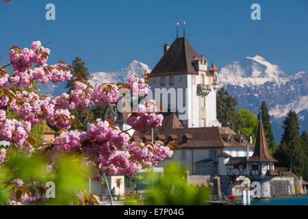 Castello, molla, Oberhofen, il lago di Thun, molla, albero, alberi, fiori, fiori, castello, Canton Berna, Alpi Bernesi, Oberland bernese, Foto Stock