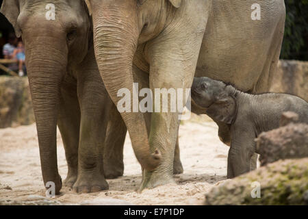 Animali, elefanti, giovani, elefante, zoo di Zurigo, animali, animale, canton Zurigo, zoo, Svizzera, Europa Foto Stock